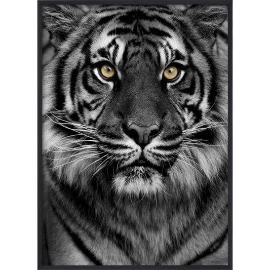 Poster Tiger - Dekortorget