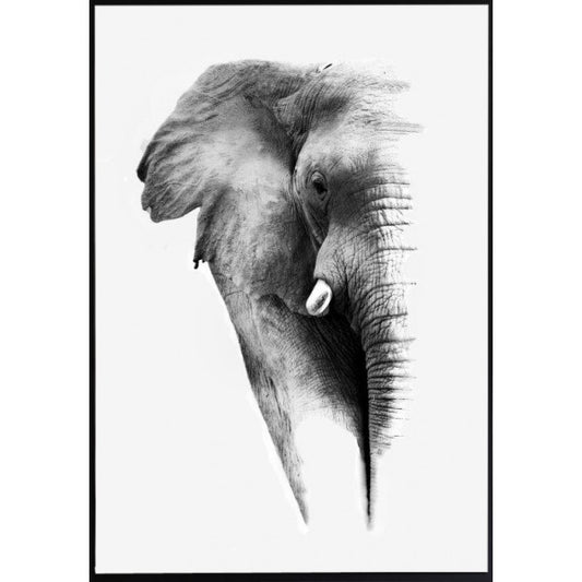 Poster Elefant - Dekortorget