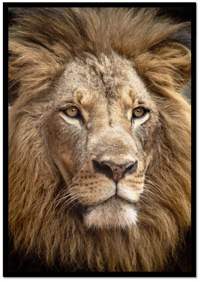 Poster Lejon 2 - Dekortorget