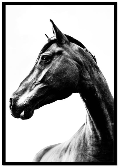 Poster Horse - Dekortorget