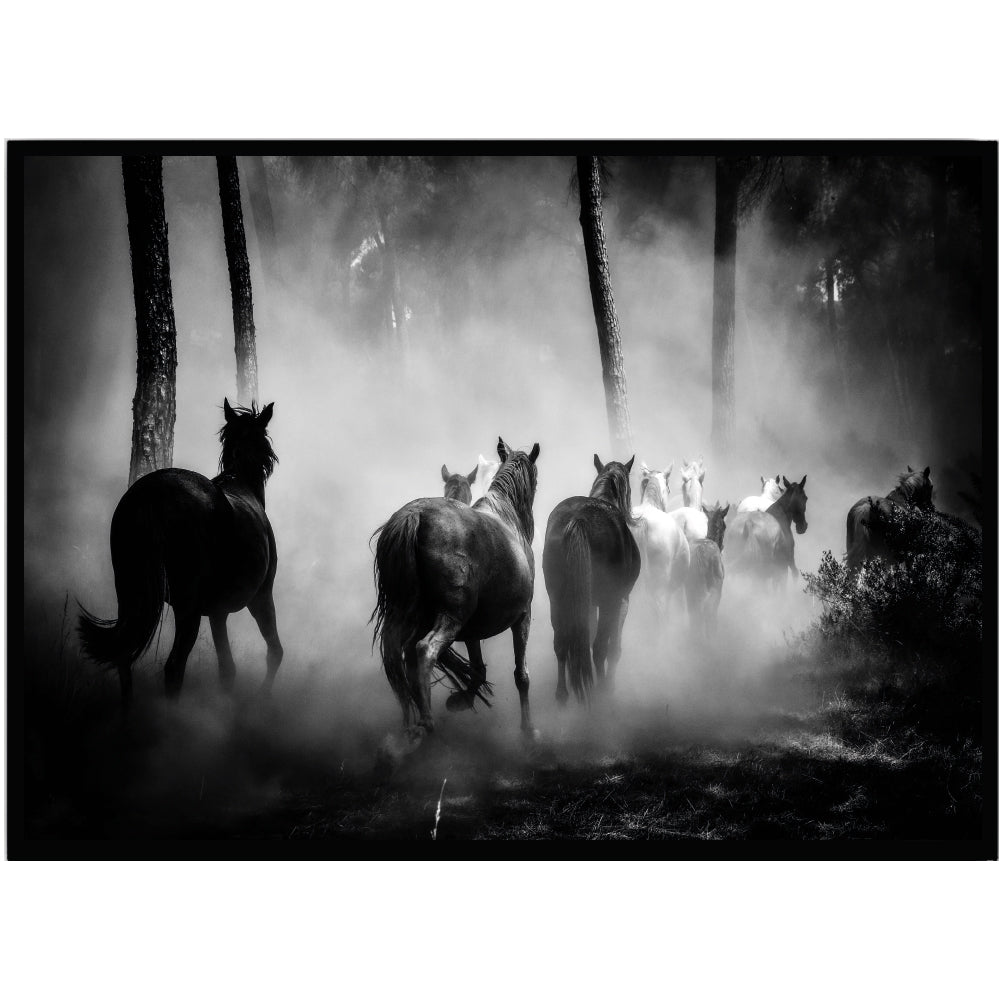 Poster Hästar - Dekortorget