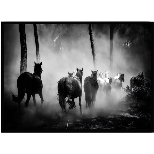 Poster Hästar - Dekortorget