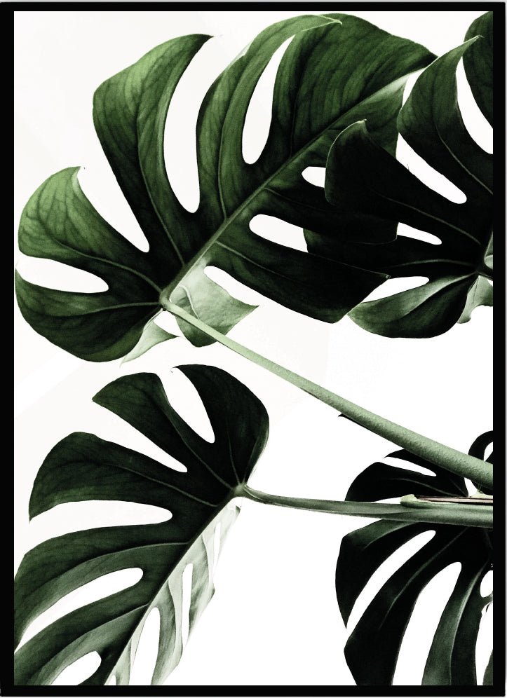 Poster Monstera - Dekortorget