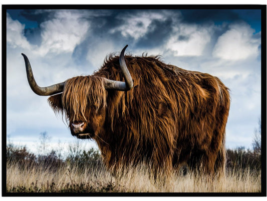 Poster Highland cow - Dekortorget