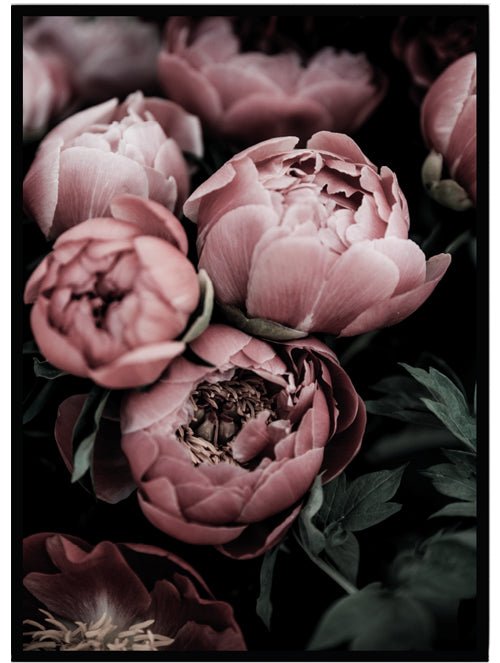 Poster Pion - Dekortorget