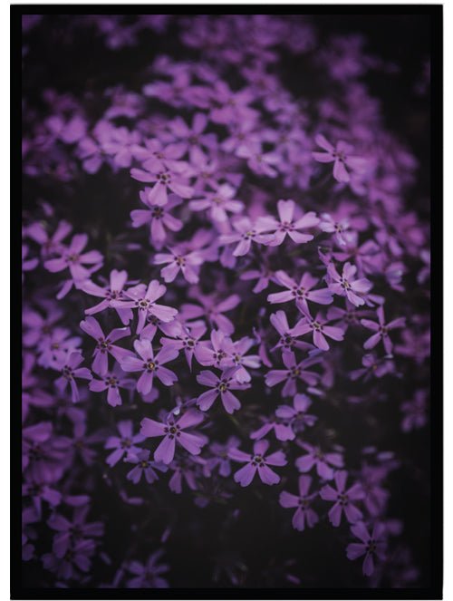 Poster Purple flowers - Dekortorget
