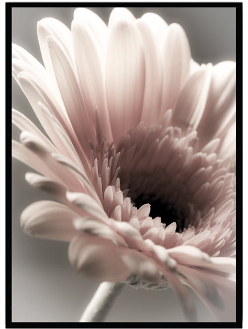 Poster Gerbera - Dekortorget