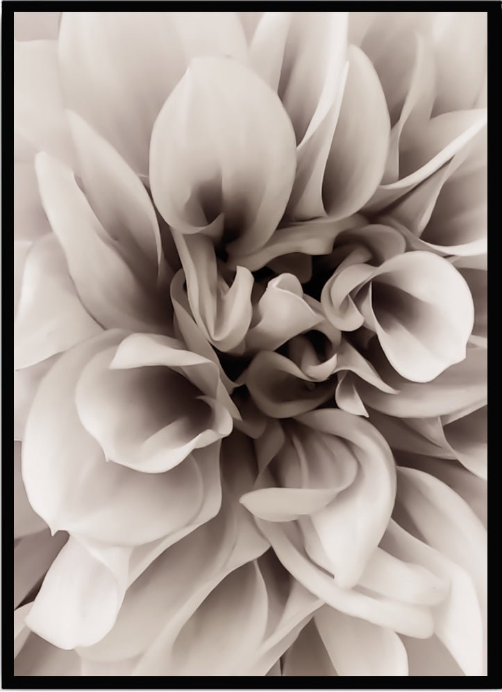 Poster Dahlia beige - Dekortorget