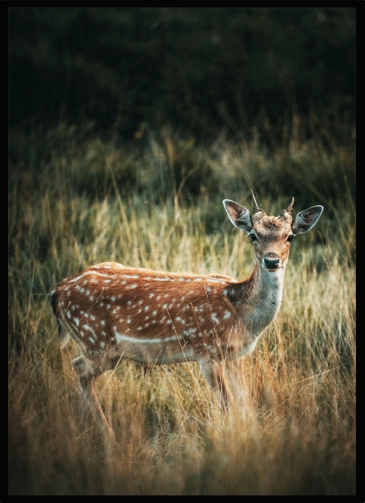 Poster Dovhjort - Dekortorget