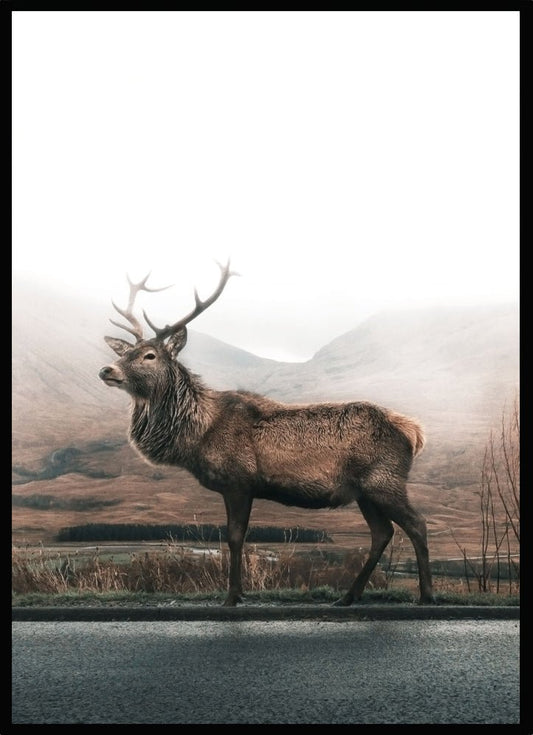 Poster Elk - Dekortorget