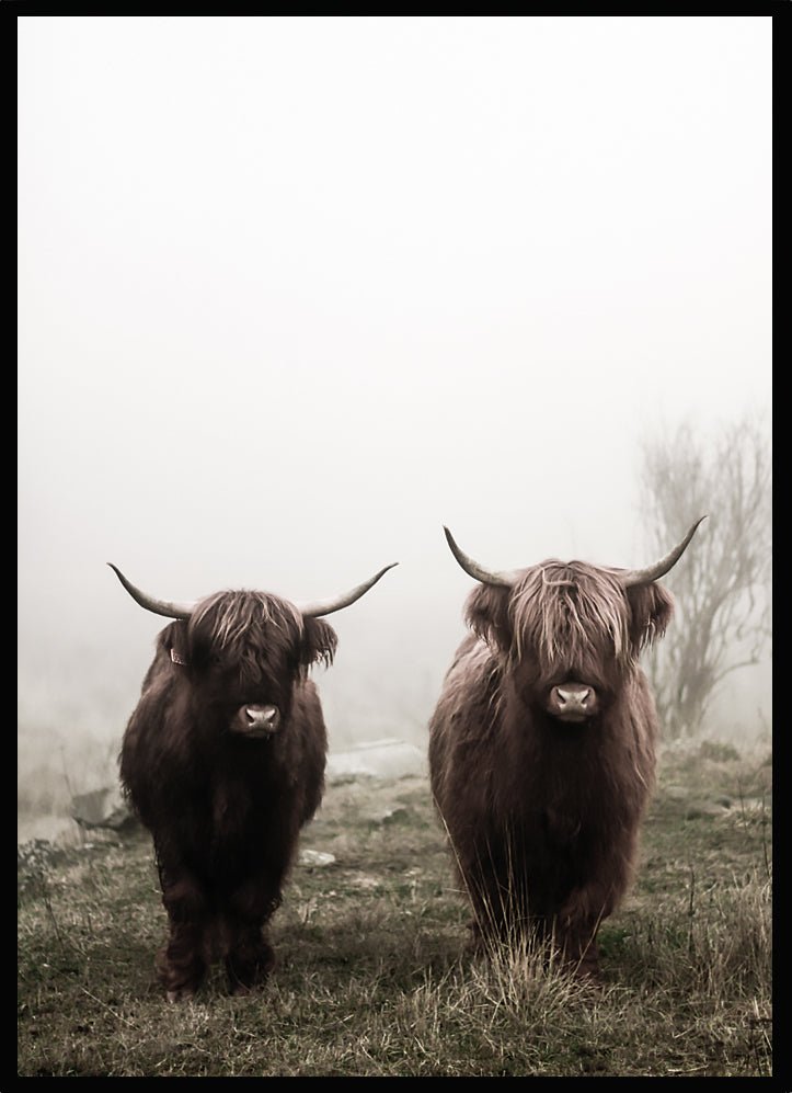 Poster Highland cows - Dekortorget