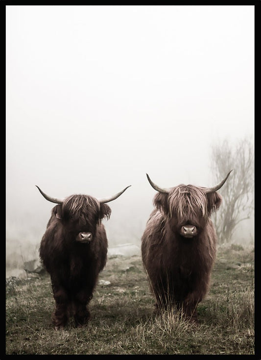 Poster Highland cows - Dekortorget