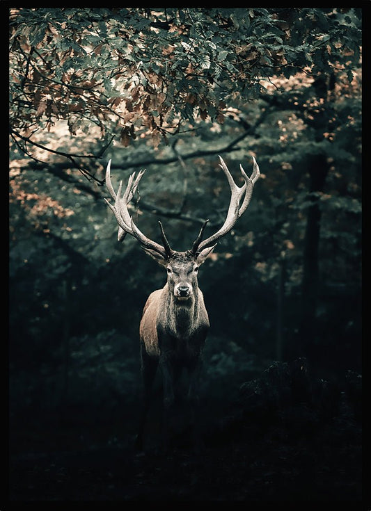Poster Kronhjort i skogen - Dekortorget
