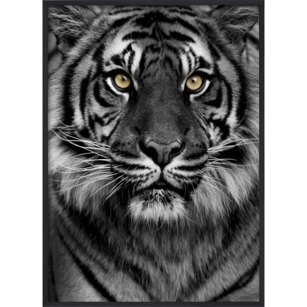 Poster Tiger - Dekortorget