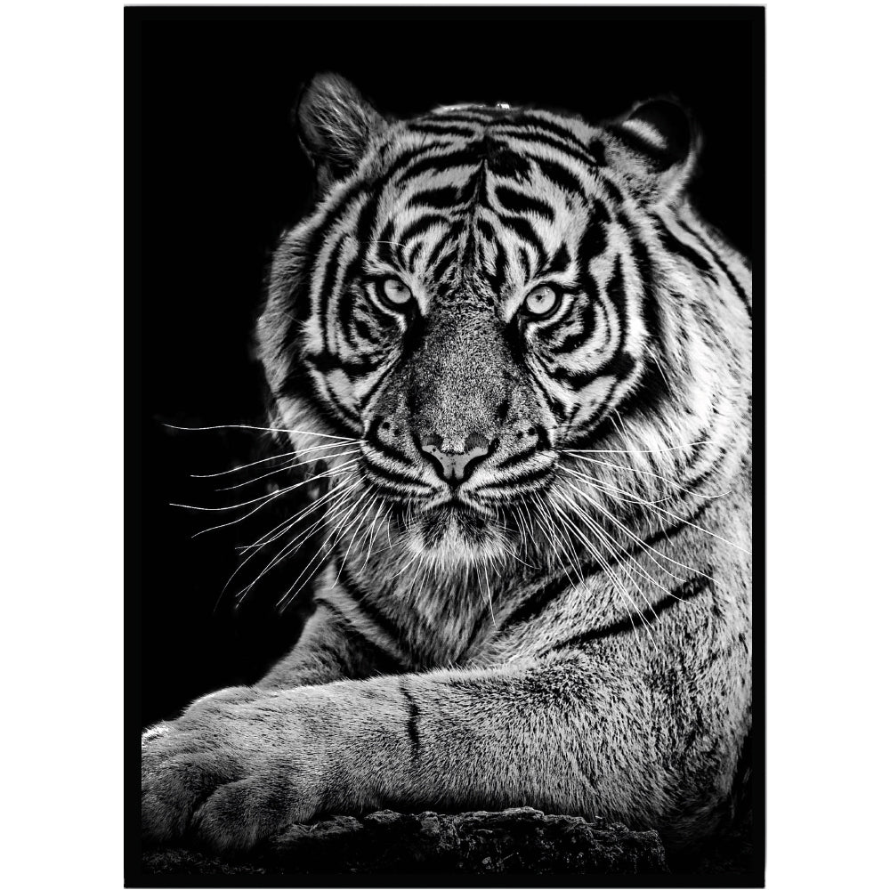 Poster Liggande tiger