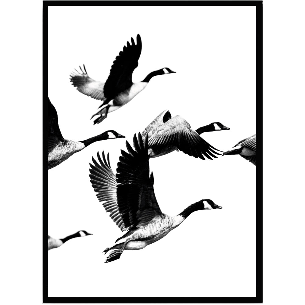Poster Fåglar