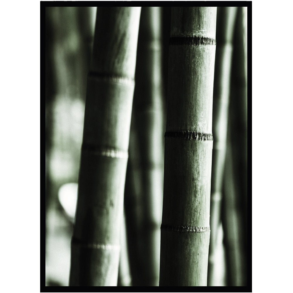 Poster Bambu - Dekortorget
