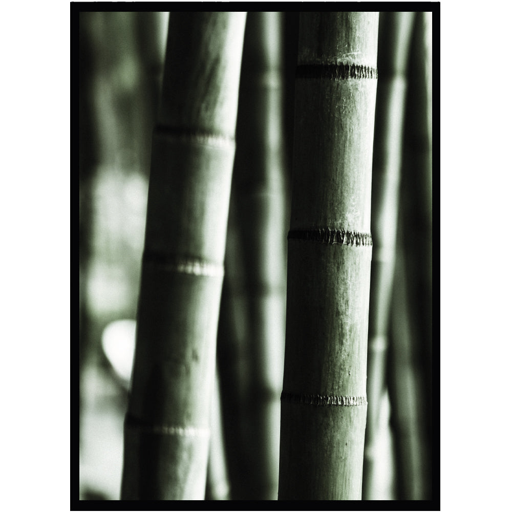 Poster Bambu