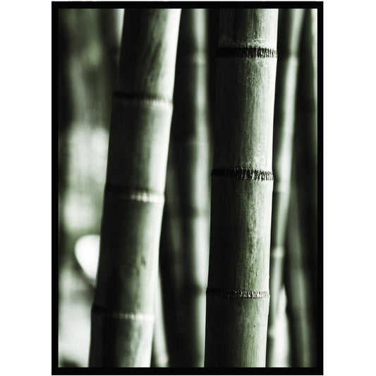 Poster Bambu - Dekortorget