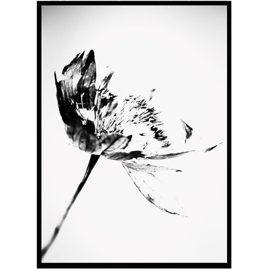 Poster Dry flower - Dekortorget