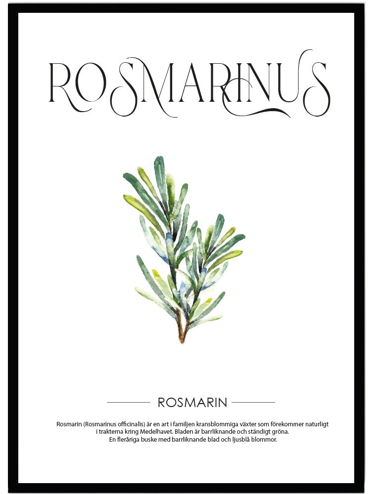 Poster Rosmarin - Dekortorget