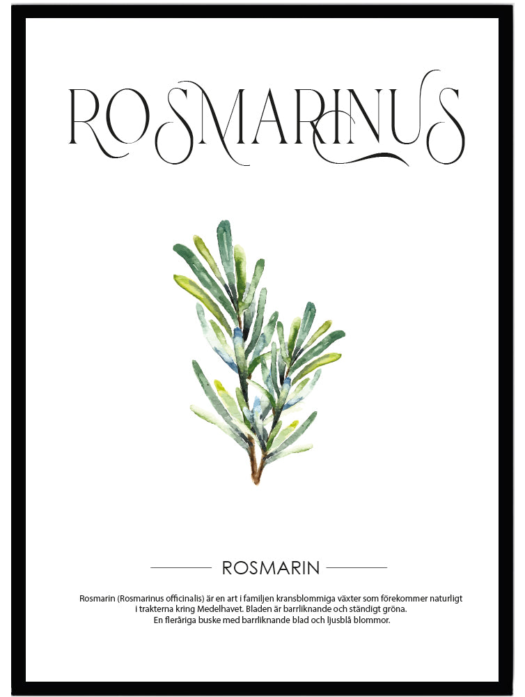 Poster Rosmarin