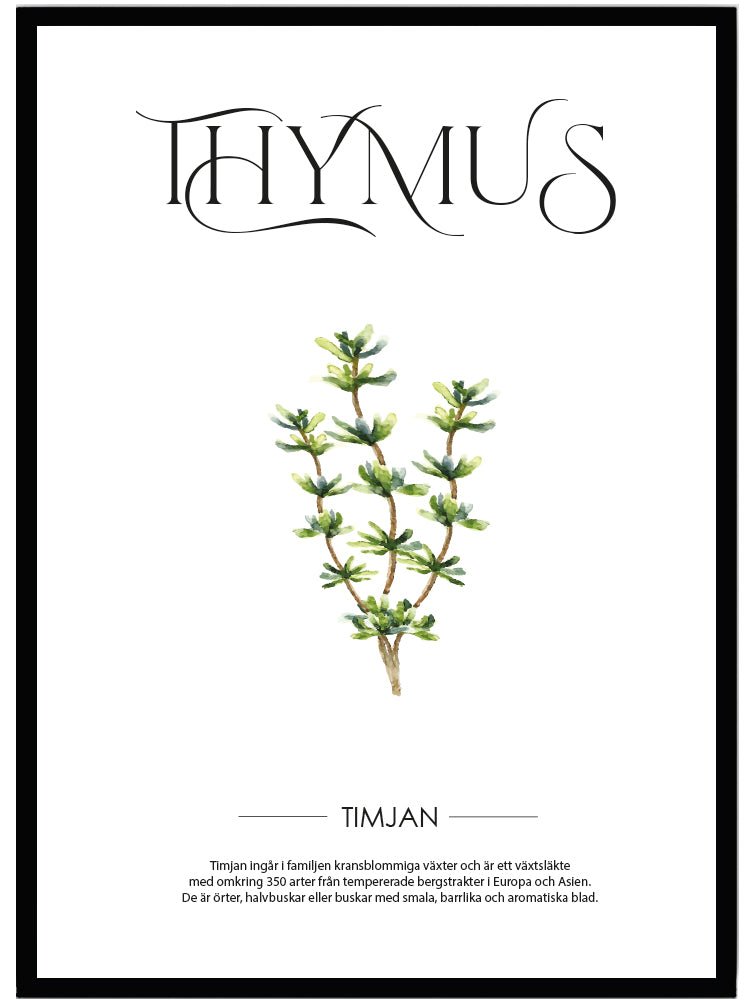 Poster Timjan - Dekortorget
