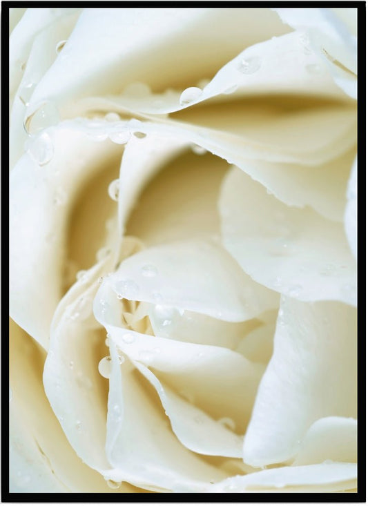 Poster Rose white - Dekortorget