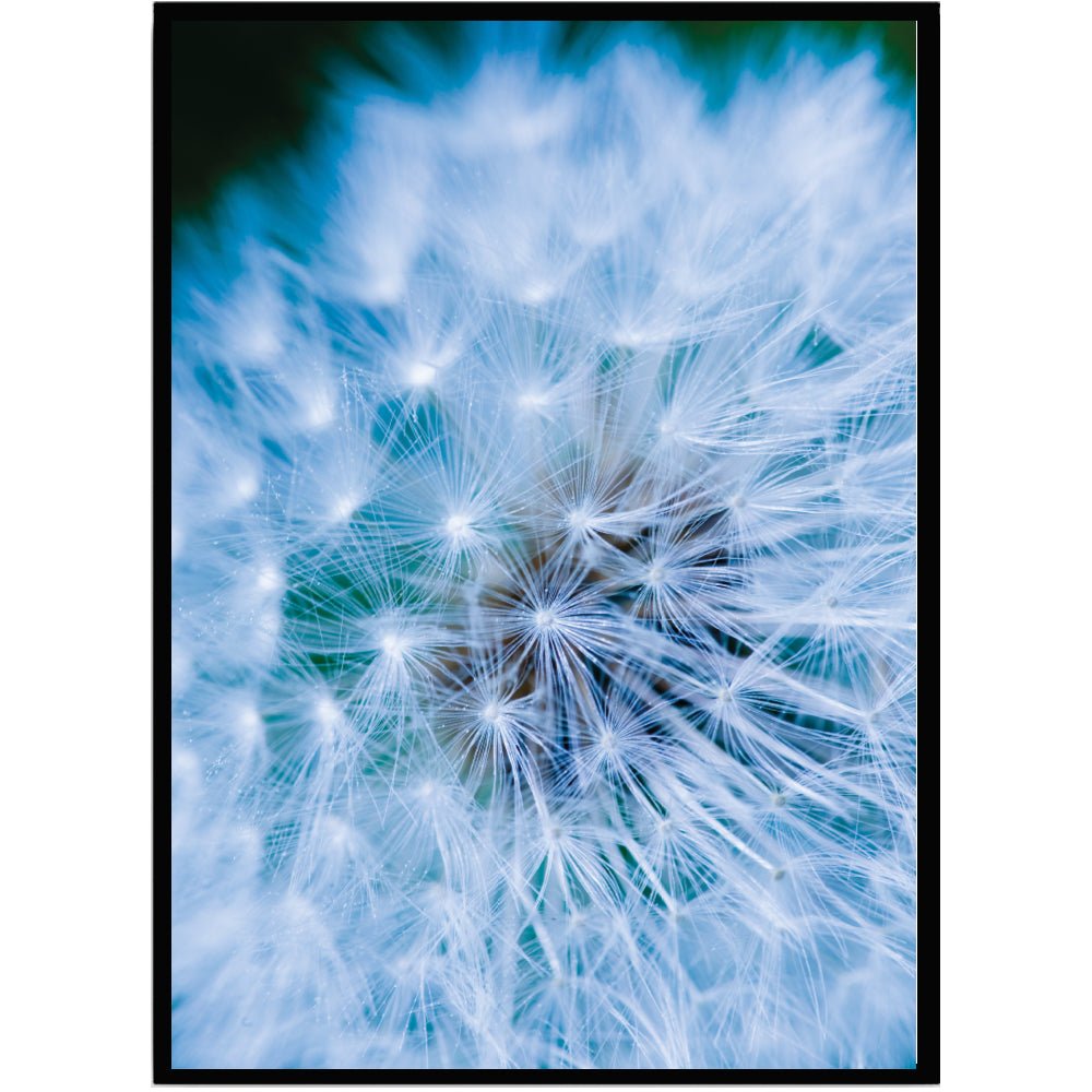 Poster Maskros - Dekortorget