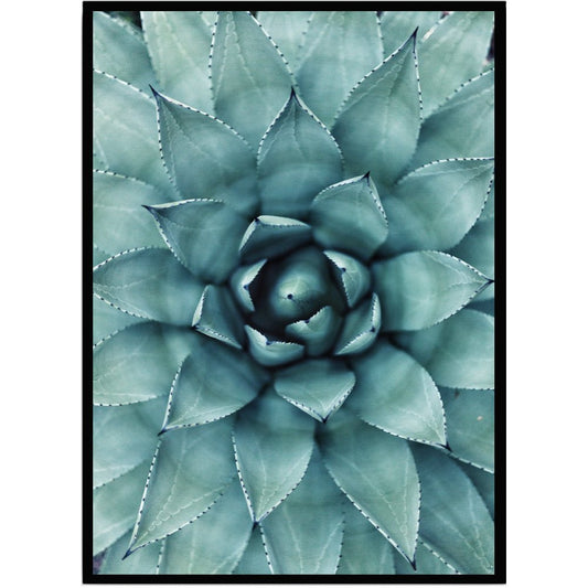 Poster Cactus - Dekortorget