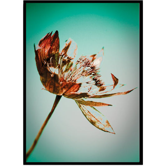 Poster Dry flower II - Dekortorget