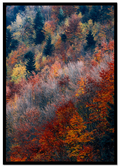 Poster Forest red