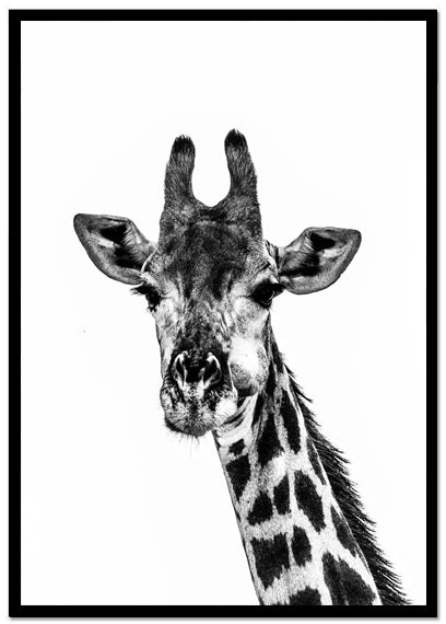 Poster Giraff - Dekortorget