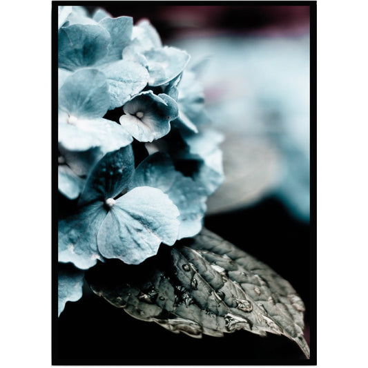 Poster Hortensia blå - Dekortorget