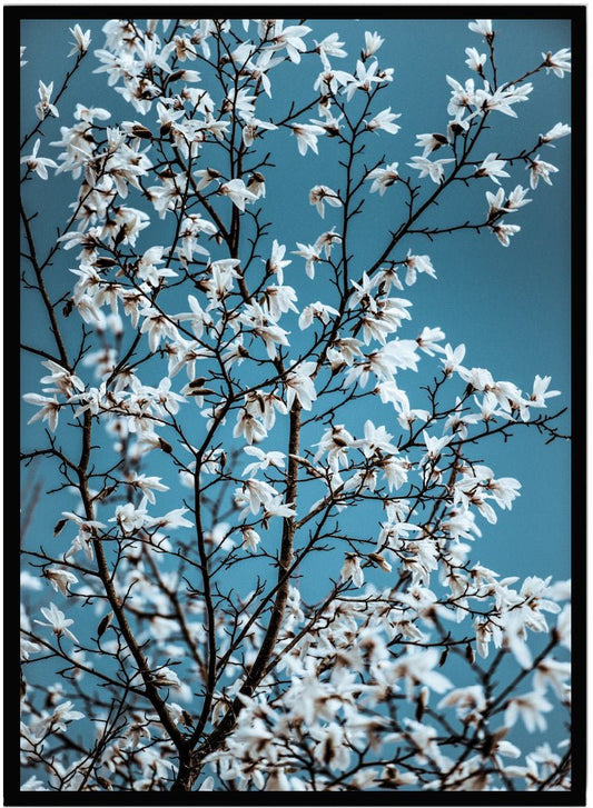 Poster Blossom - Dekortorget