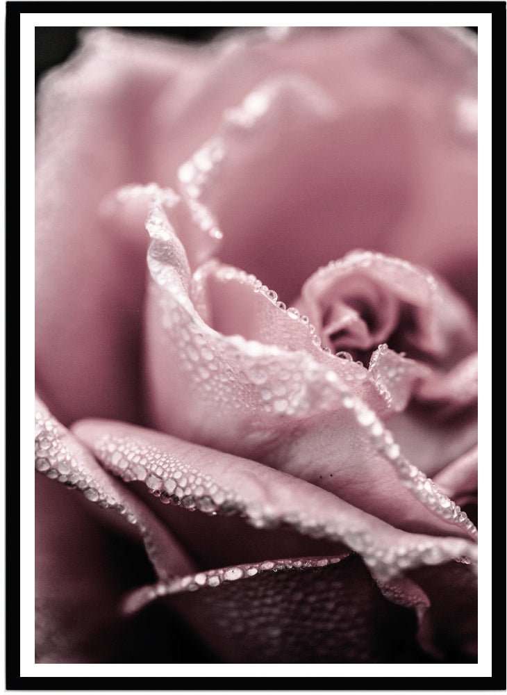 Poster Pink rose - Dekortorget