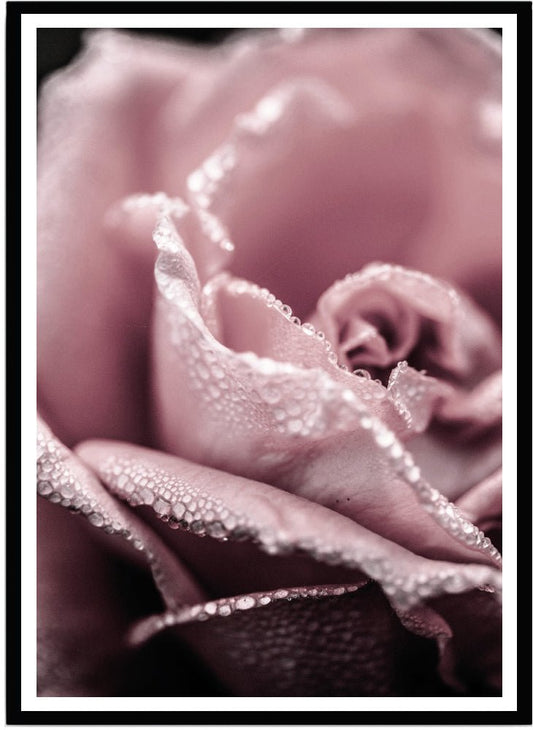 Poster Pink rose - Dekortorget