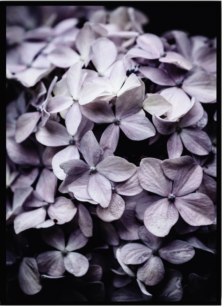 Poster Hortensia lila - Dekortorget