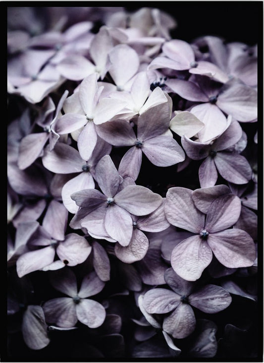 Poster Hortensia lila - Dekortorget