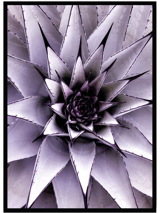 Poster Aloe vera lila - Dekortorget