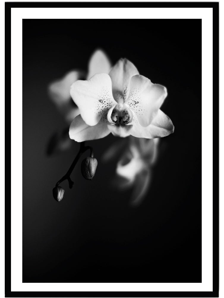 Poster Orkidé - Dekortorget