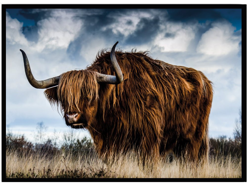 Poster Highland cow - Dekortorget