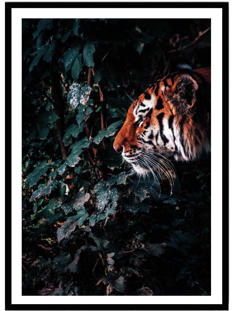 Poster Tiger i skogen - Dekortorget