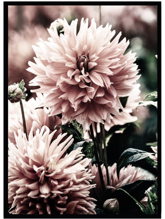 Poster Dahlia - Dekortorget