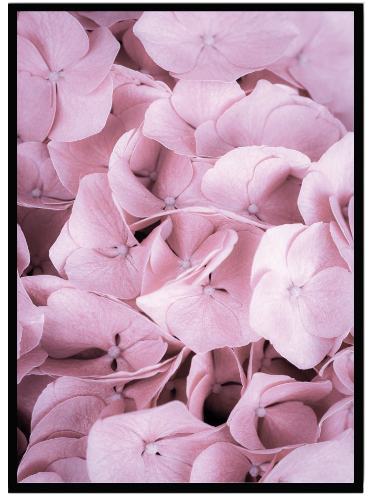 Poster Hortensia rosa - Dekortorget