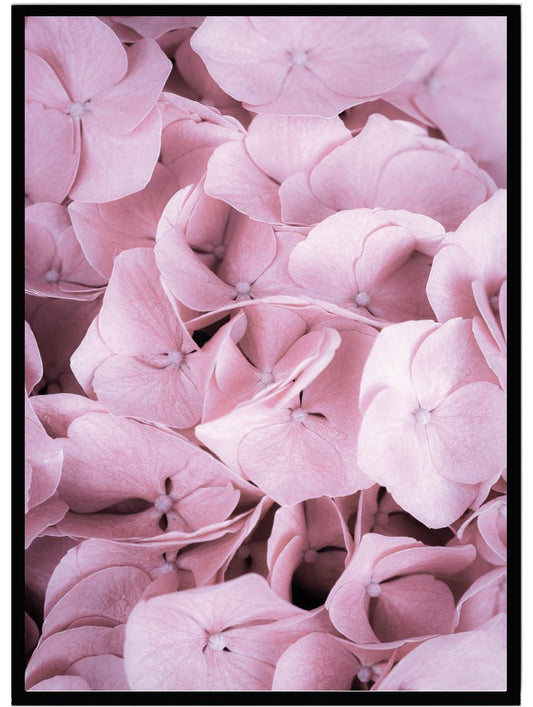 Poster Hortensia rosa - Dekortorget