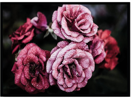 Poster Roses - Dekortorget