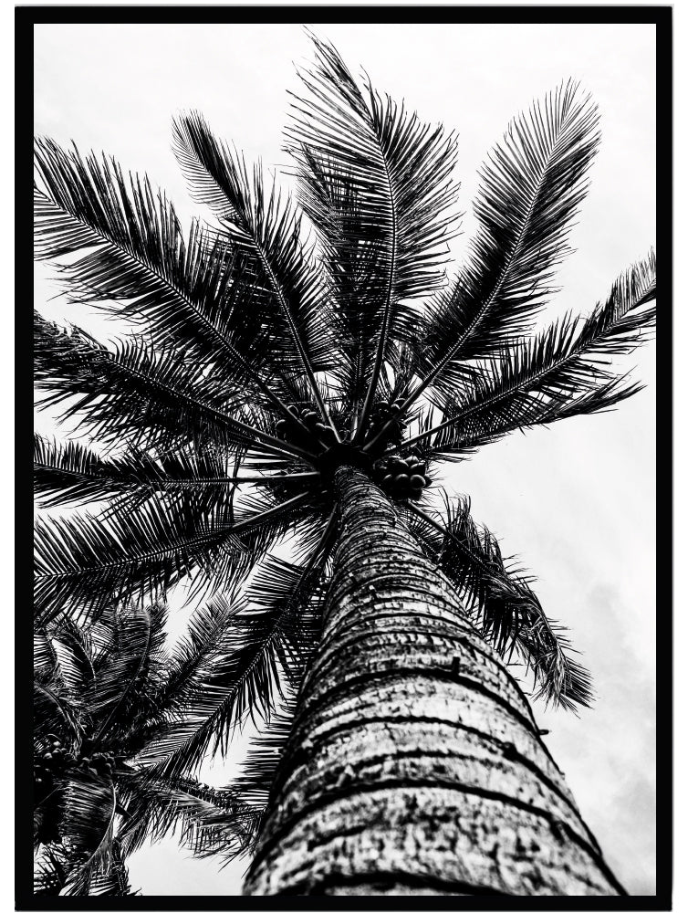 Poster Palmer - Dekortorget