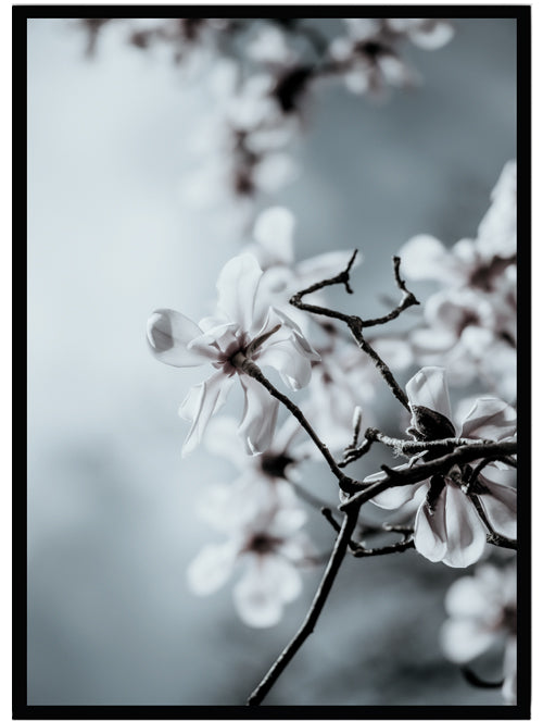 Poster Cherry tree