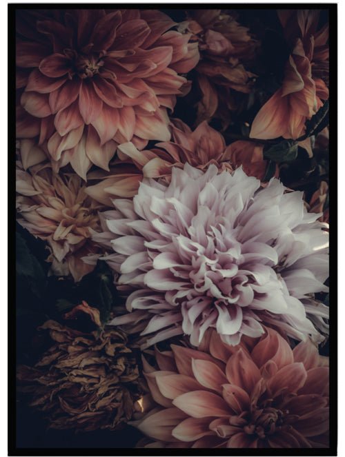 Poster Dahlior - Dekortorget